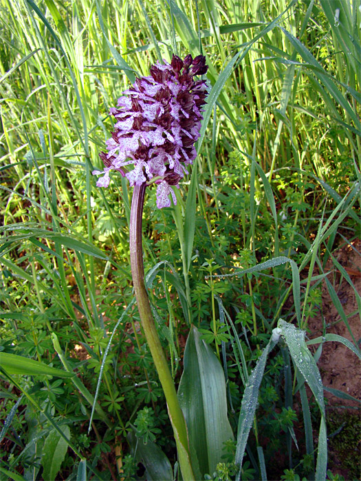 Orchis purpurea da confermare